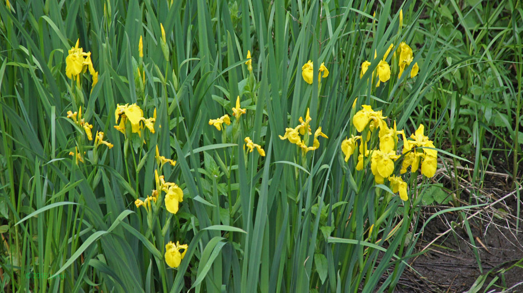 Sumpfschwertlilie (Iris pseudacorus) bhf