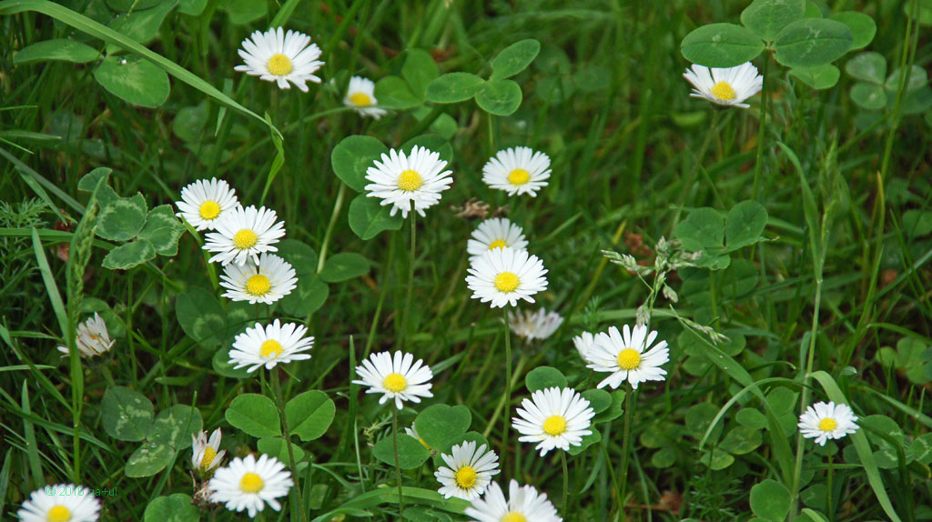 Gänseblümchen bhf