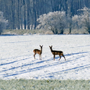 hach