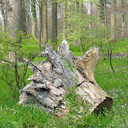 stem