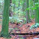 vilsa