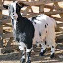bock