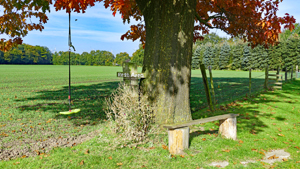 16 ringmar