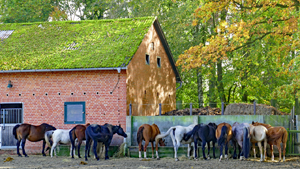 19 ringmar