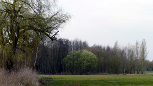 07 apfel