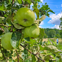 Äpfel berg