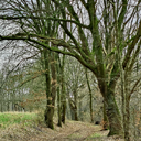 honig