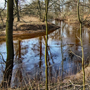 honig